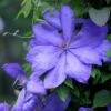 Clematis 'Lasurstern' -Herbalife Shop pl0000001388