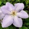 Clematis 'Special Occasion' 1 Clematis 'Special Occasion' -Herbalife Shop pl0000001393