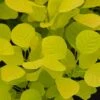 Cotinus Coggygria Golden Spirit ('Ancot') (PBR) -Herbalife Shop pl0000001412