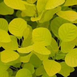Cotinus Coggygria Golden Spirit ('Ancot') (PBR)