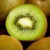 Kiwi Fruit 'Jenny' -Herbalife Shop pl0000001580
