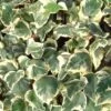 Hedera Algeriensis 'Gloire De Marengo' 2 Hedera Algeriensis 'Gloire De Marengo' -Herbalife Shop pl0000001637