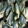 Hedera Colchica 'Dentata Variegata' -Herbalife Shop pl0000001642