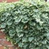 Hedera Helix 'Glacier' 2 Hedera Helix 'Glacier' -Herbalife Shop pl0000001648