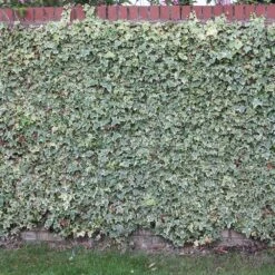 Hedera Helix 'Glacier' 6 Hedera Helix 'Glacier' -Herbalife Shop pl0000001648 card2 lg