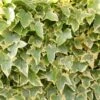 Hedera Helix 'Goldchild' -Herbalife Shop pl0000001649