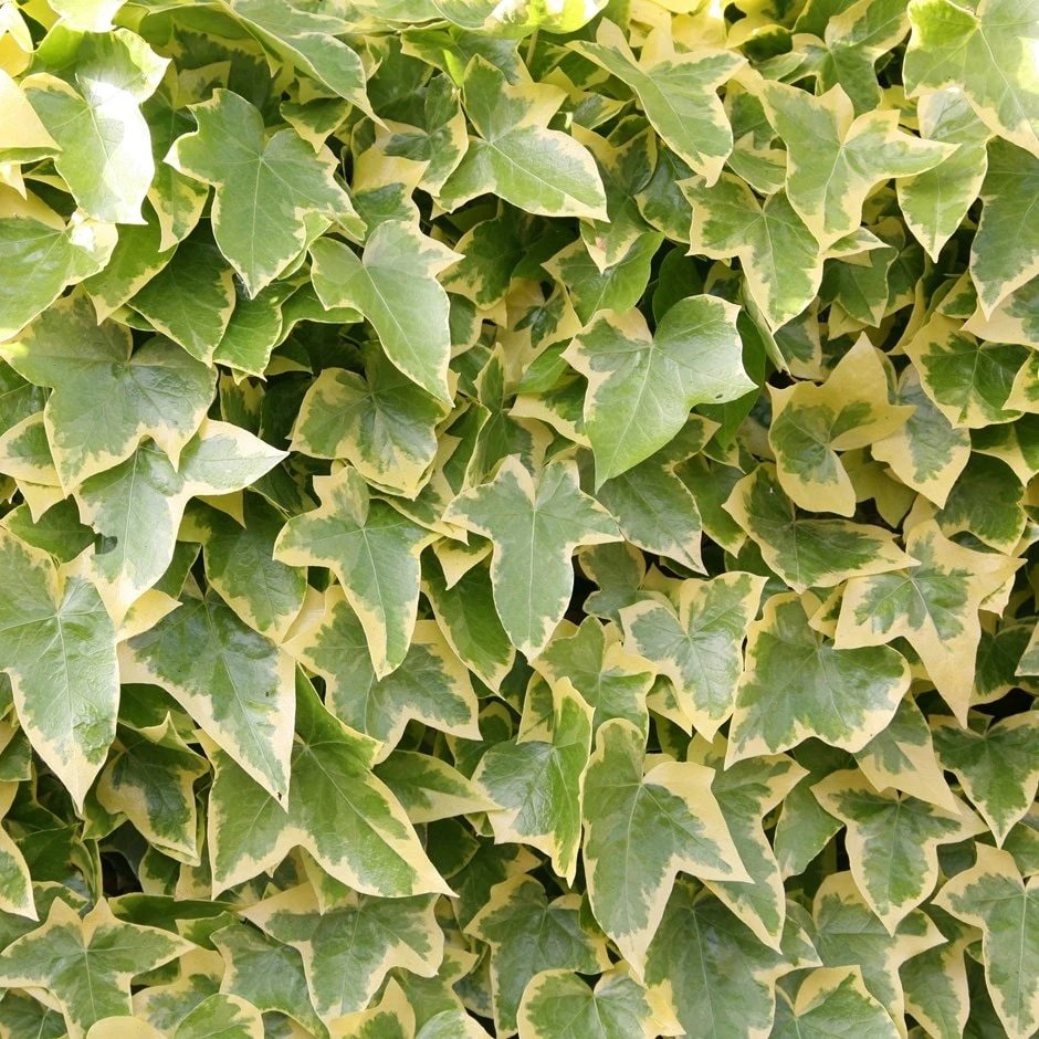 Hedera Helix 'Goldchild' 3 Hedera Helix 'Goldchild'