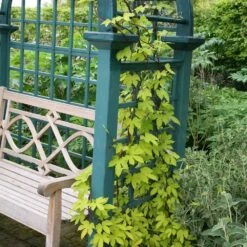 Humulus Lupulus 'Aureus' 6 Humulus Lupulus 'Aureus' -Herbalife Shop pl0000001664 card2 lg