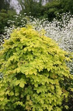 Humulus Lupulus 'Aureus' 7 Humulus Lupulus 'Aureus' -Herbalife Shop pl0000001664 card4 lg