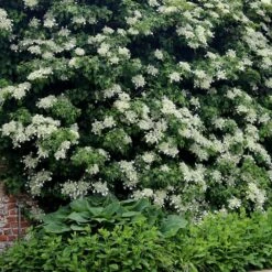 Hydrangea Anomala Subsp. Petiolaris 9 Hydrangea Anomala Subsp. Petiolaris -Herbalife Shop pl0000001665 card4 lg