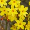Jasminum Nudiflorum 1 Jasminum Nudiflorum -Herbalife Shop pl0000001667
