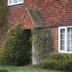 Jasminum Nudiflorum -Herbalife Shop pl0000001667 card2 lg