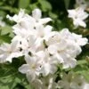Jasminum Officinale -Herbalife Shop pl0000001668