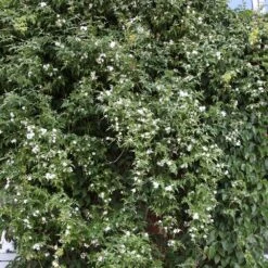 Jasminum Officinale -Herbalife Shop pl0000001668 card4 lg