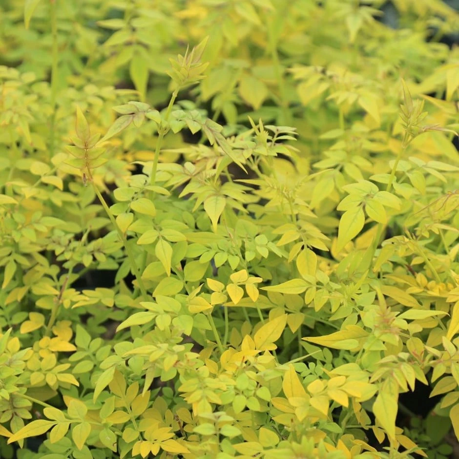 Jasminum Officinale Fiona Sunrise ('Frojas') (PBR) 3 Jasminum Officinale Fiona Sunrise ('Frojas') (PBR)