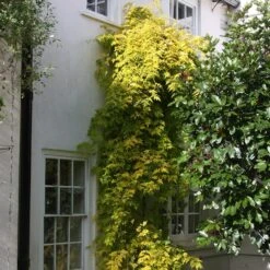 Jasminum Officinale Fiona Sunrise ('Frojas') (PBR) 5 Jasminum Officinale Fiona Sunrise ('Frojas') (PBR) -Herbalife Shop pl0000001670 card2 lg