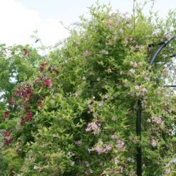 Jasminum × Stephanense -Herbalife Shop pl0000001673 card2 lg