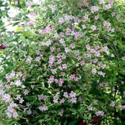 Jasminum × Stephanense -Herbalife Shop pl0000001673 card3 lg