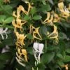 Lonicera Japonica 'Halliana' -Herbalife Shop pl0000001678