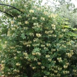 Lonicera Japonica 'Halliana' -Herbalife Shop pl0000001678 card3 lg