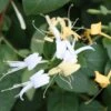 Lonicera Japonica 'Hall's Prolific' -Herbalife Shop pl0000001679