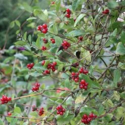 Lonicera Periclymenum 'Belgica' -Herbalife Shop pl0000001683 card2 lg