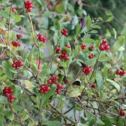 Lonicera Periclymenum 'Belgica' -Herbalife Shop pl0000001683 card4 lg