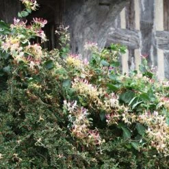 Lonicera Periclymenum 'Serotina' 7 Lonicera Periclymenum 'Serotina' -Herbalife Shop pl0000001685 card2 lg