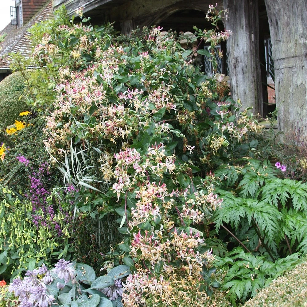 Lonicera Periclymenum 'Serotina' 5 Lonicera Periclymenum 'Serotina' - Image 3