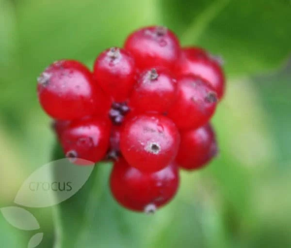 Lonicera Periclymenum 'Serotina' 6 Lonicera Periclymenum 'Serotina' - Image 4