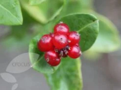 Lonicera × Brownii 'Dropmore Scarlet' -Herbalife Shop pl0000001687 card4 lg