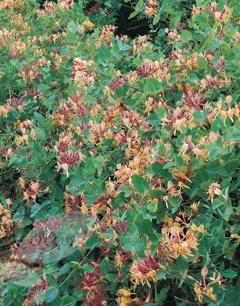 Lonicera × Heckrottii 'Gold Flame' 4 Lonicera × Heckrottii 'Gold Flame' - Image 2