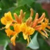 Lonicera × Tellmanniana -Herbalife Shop pl0000001690