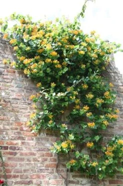 Lonicera × Tellmanniana -Herbalife Shop pl0000001690 card2 lg