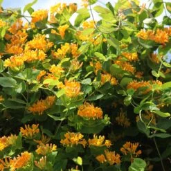 Lonicera × Tellmanniana -Herbalife Shop pl0000001690 card3 lg