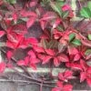Parthenocissus Henryana -Herbalife Shop pl0000001691