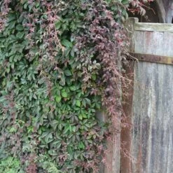 Parthenocissus Henryana 6 Parthenocissus Henryana -Herbalife Shop pl0000001691 card2 lg