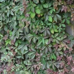 Parthenocissus Henryana 7 Parthenocissus Henryana -Herbalife Shop pl0000001691 card4 lg