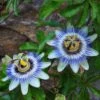 Passiflora Caerulea 1 Passiflora Caerulea -Herbalife Shop pl0000001697