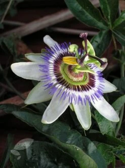 Passiflora Caerulea 6 Passiflora Caerulea -Herbalife Shop pl0000001697 card2 lg