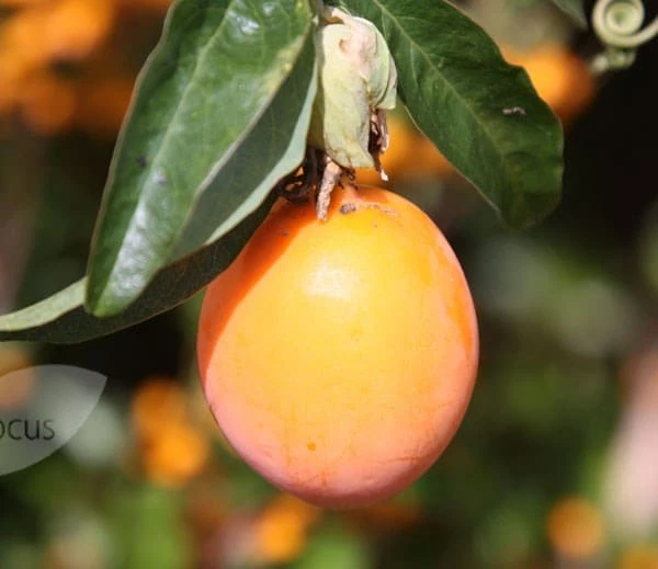 Passiflora Caerulea 5 Passiflora Caerulea - Image 3