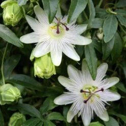 Passiflora Caerulea 'Constance Eliott' 5 Passiflora Caerulea 'Constance Eliott' -Herbalife Shop pl0000001698 card3 lg