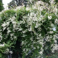 Fallopia Baldschuanica -Herbalife Shop pl0000001701 card2 lg