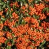 Pyracantha Saphyr Orange ('Cadange') -Herbalife Shop pl0000001709