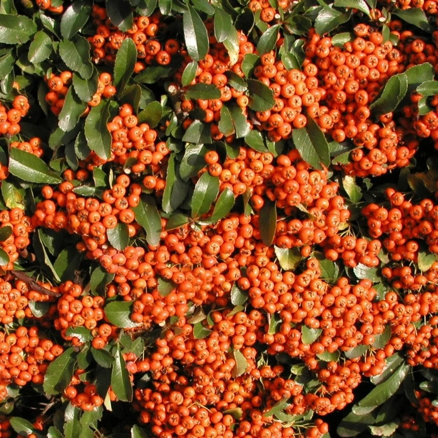 Pyracantha Saphyr Orange ('Cadange') 3 Pyracantha Saphyr Orange ('Cadange')