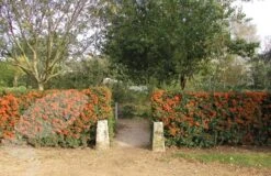 Pyracantha Saphyr Orange ('Cadange') 7 Pyracantha Saphyr Orange ('Cadange') -Herbalife Shop pl0000001709 card2 lg