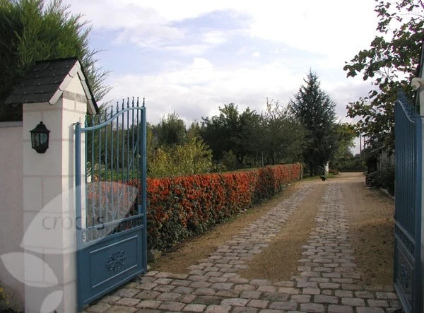 Pyracantha Saphyr Orange ('Cadange') 6 Pyracantha Saphyr Orange ('Cadange') - Image 4