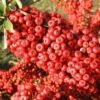 Pyracantha Saphyr Rouge ('Cadrou') 2 Pyracantha Saphyr Rouge ('Cadrou') -Herbalife Shop pl0000001713