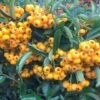 Pyracantha Saphyr Jaune ('Cadaune') -Herbalife Shop pl0000001714