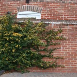 Pyracantha Saphyr Jaune ('Cadaune') -Herbalife Shop pl0000001714 card2 lg
